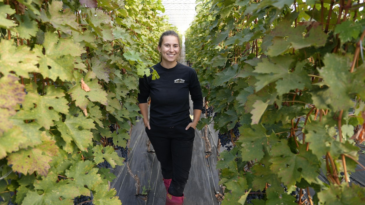 Fin des vendanges chez Carpinteri