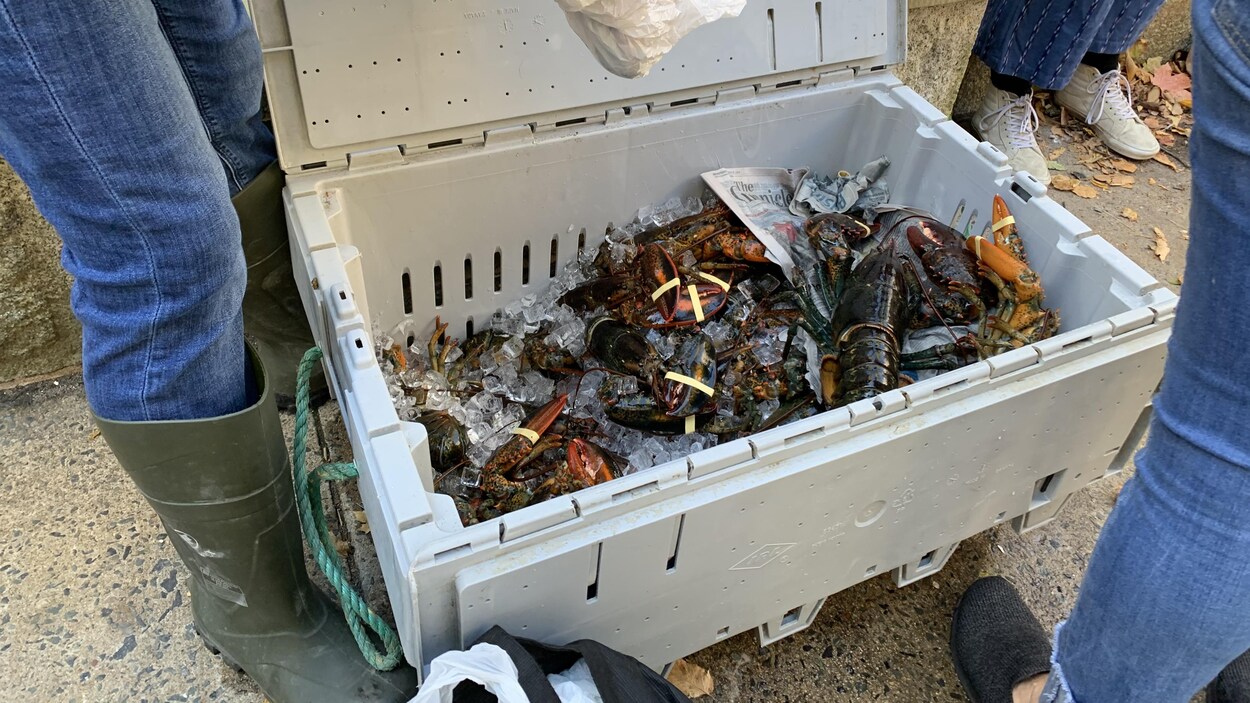 Des homards vivants dans une glacière ouverte sur le trottoir.
