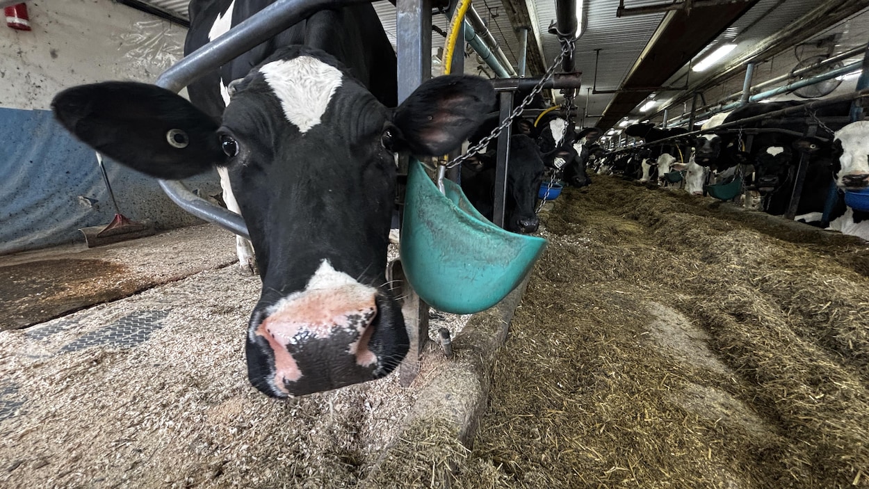 Des vaches passent leur été au frais dans une ferme de Saint-Herménégilde