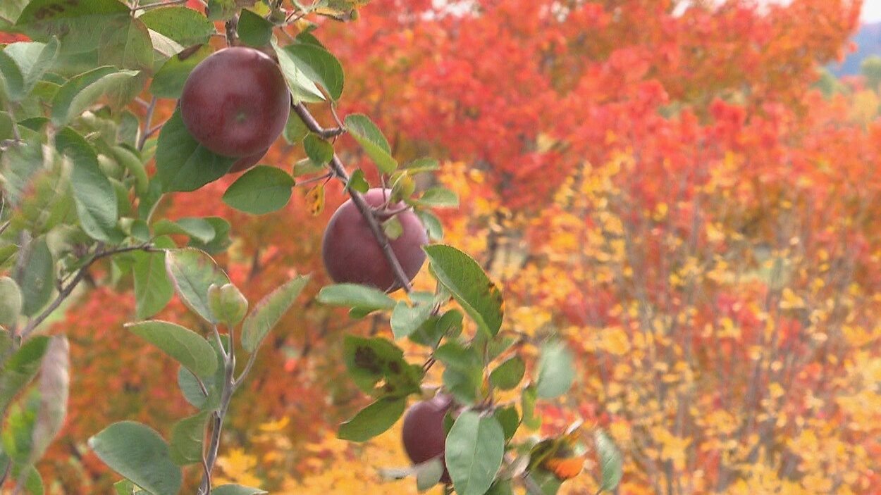 Des pommes sur un arbre