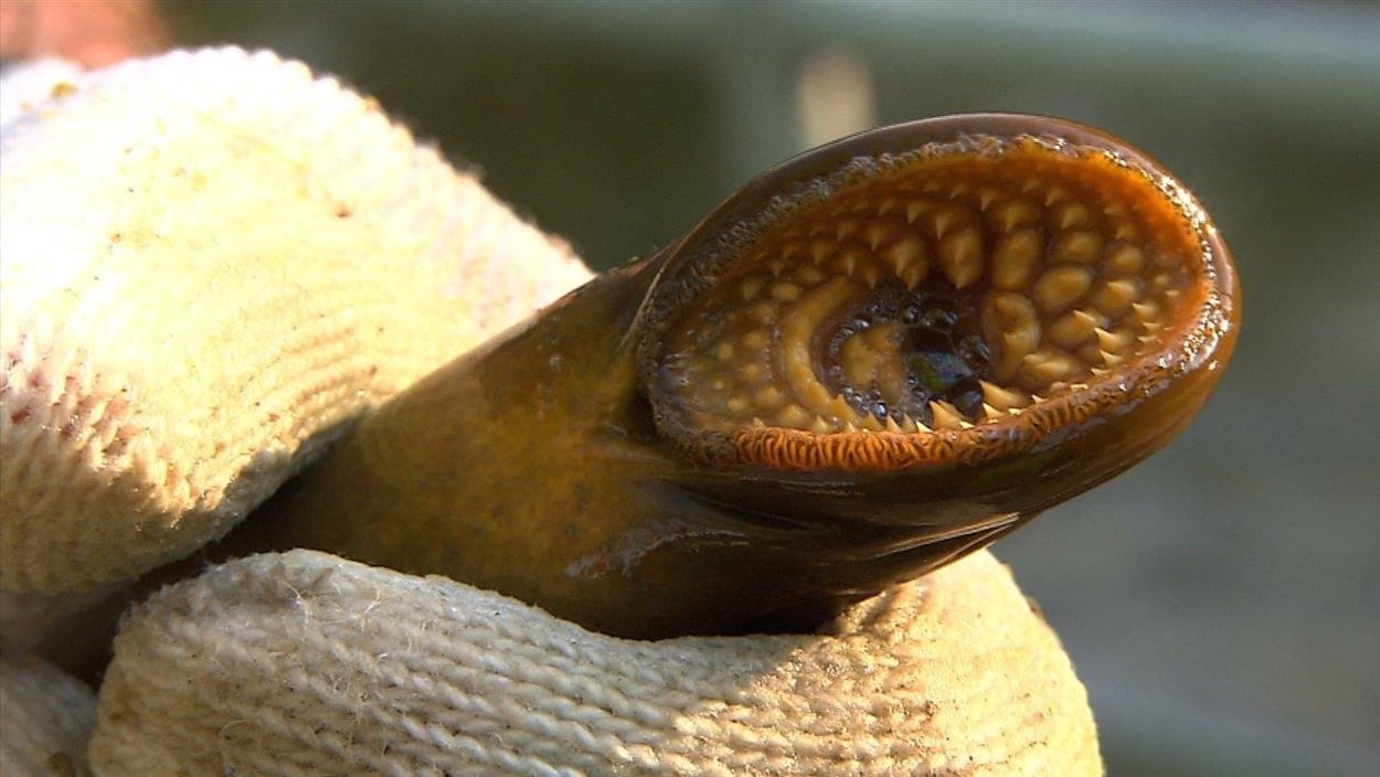 La lamproie marine a eu un effet dévastateur sur les pêcheries des Grands Lacs depuis son introduction au début du vingtième siècle.