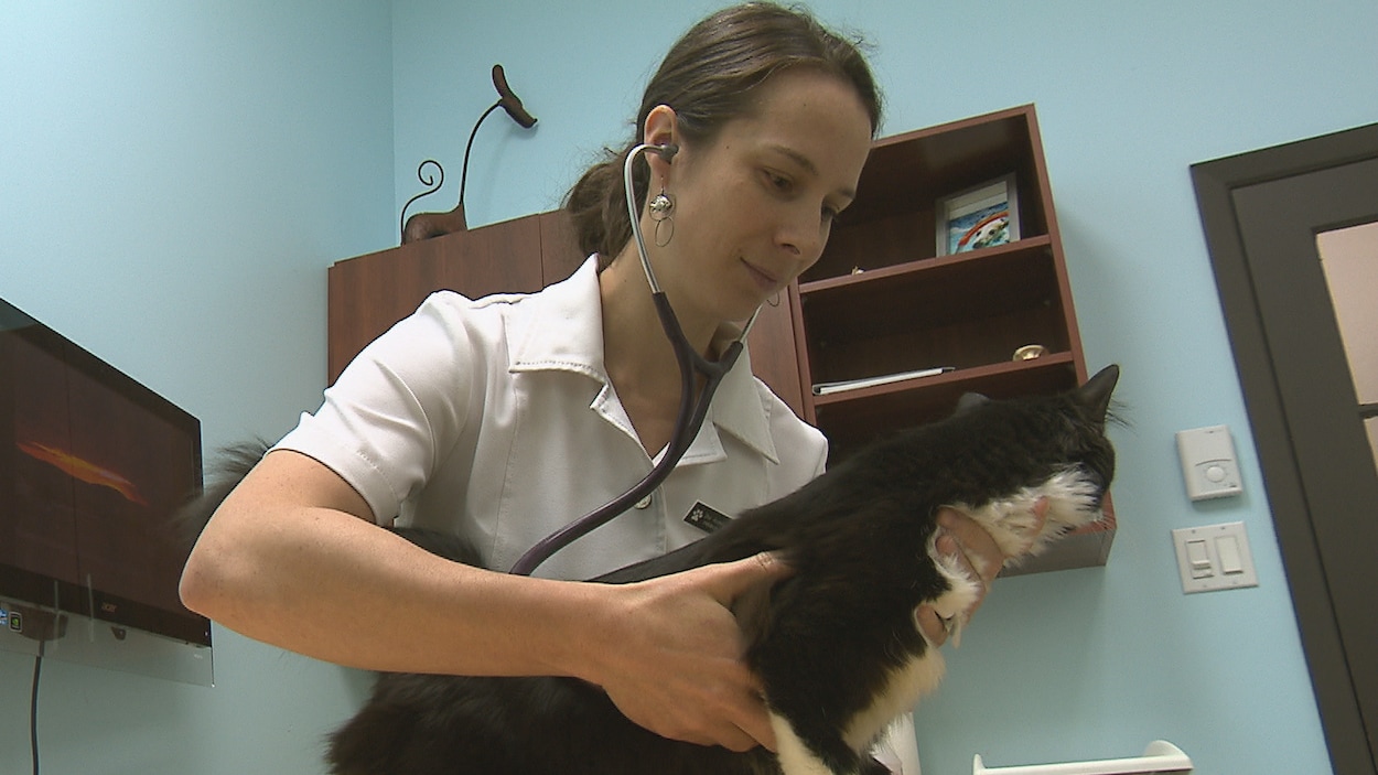 Une vétérinaire examine un chat. Une vétérinaire examine un chat.