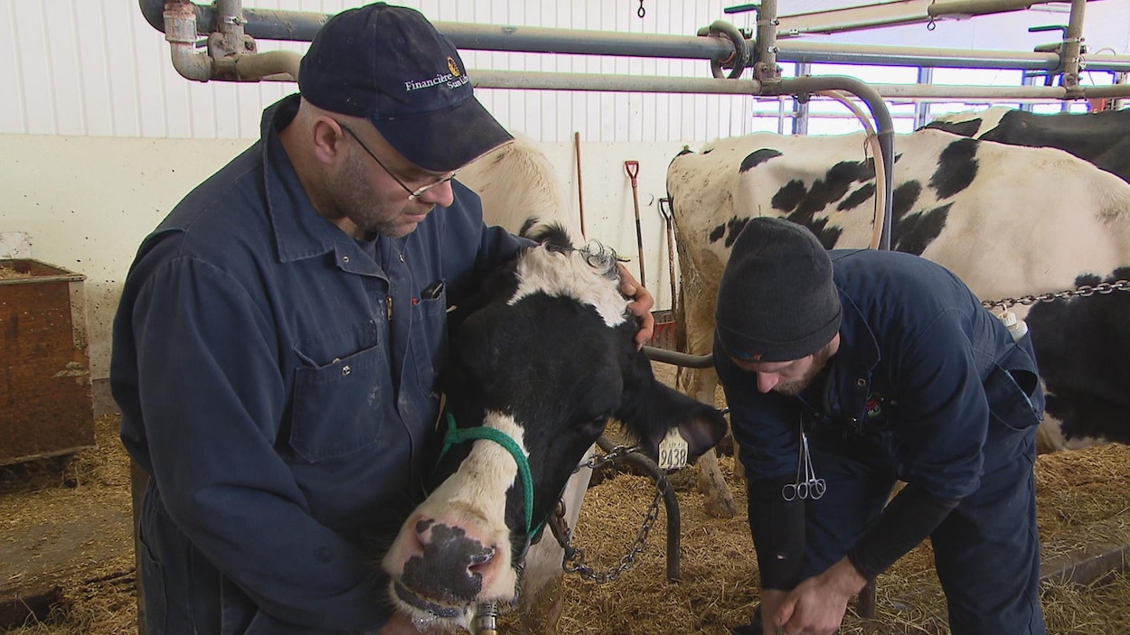 Services vétérinaires : l’Alliance agricole met fin aux discussions avec Fredericton