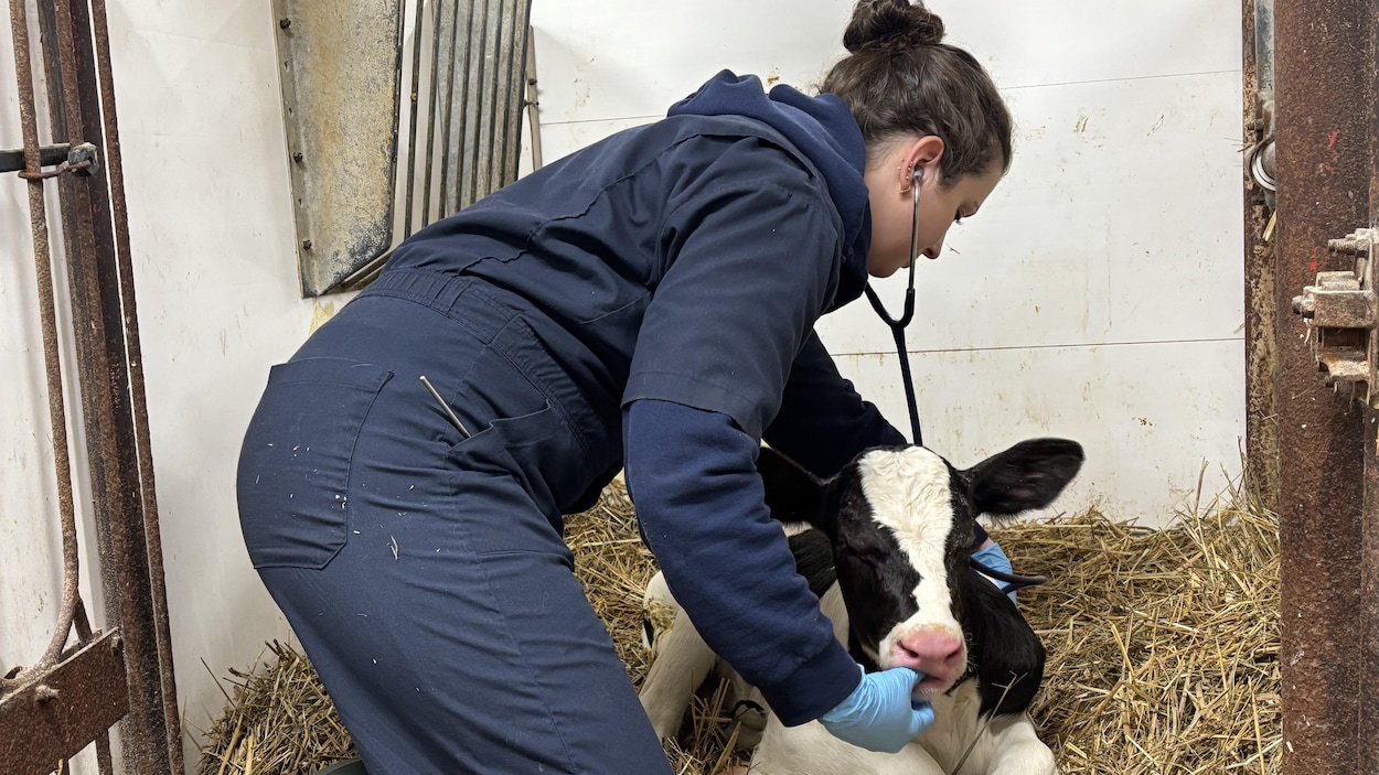 L’équilibre fragile de la médecine vétérinaire pour grands animaux