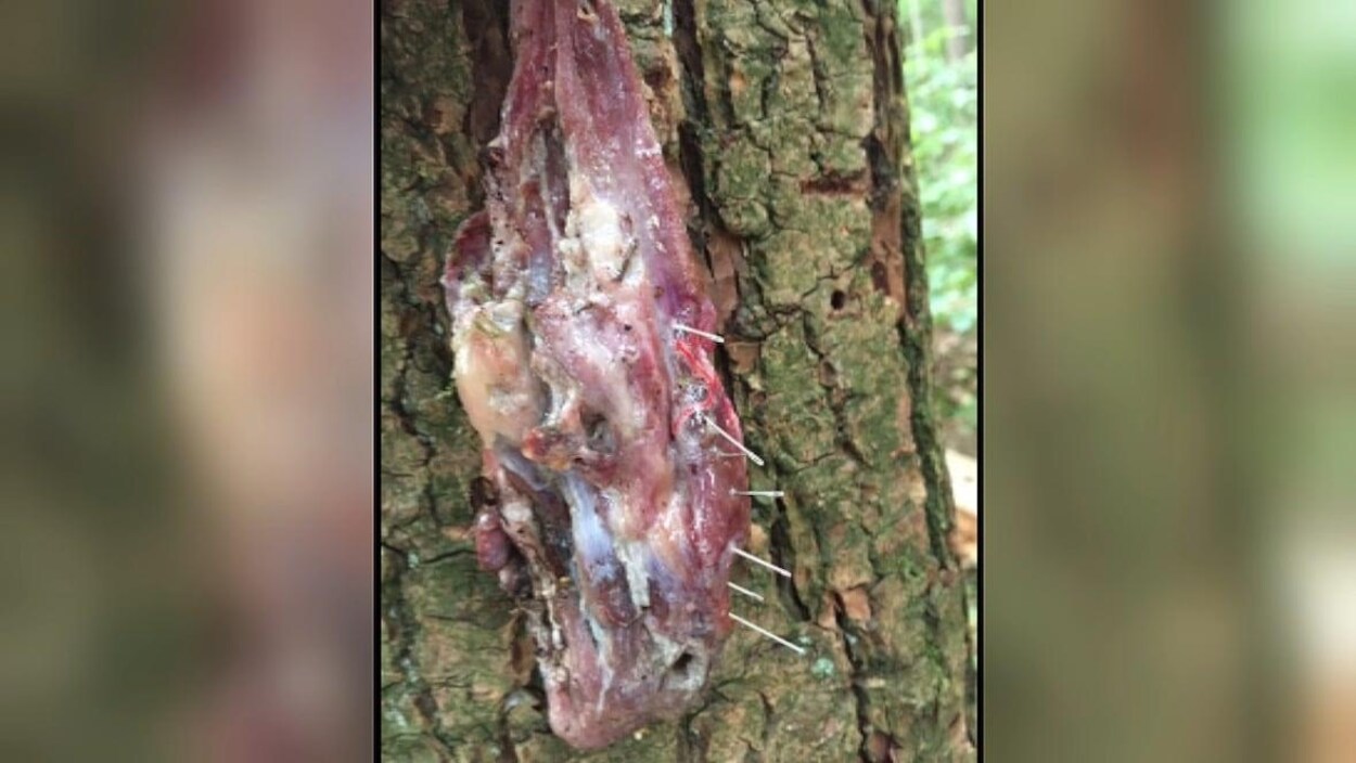 Une pièce de viande contenant des aiguilles.