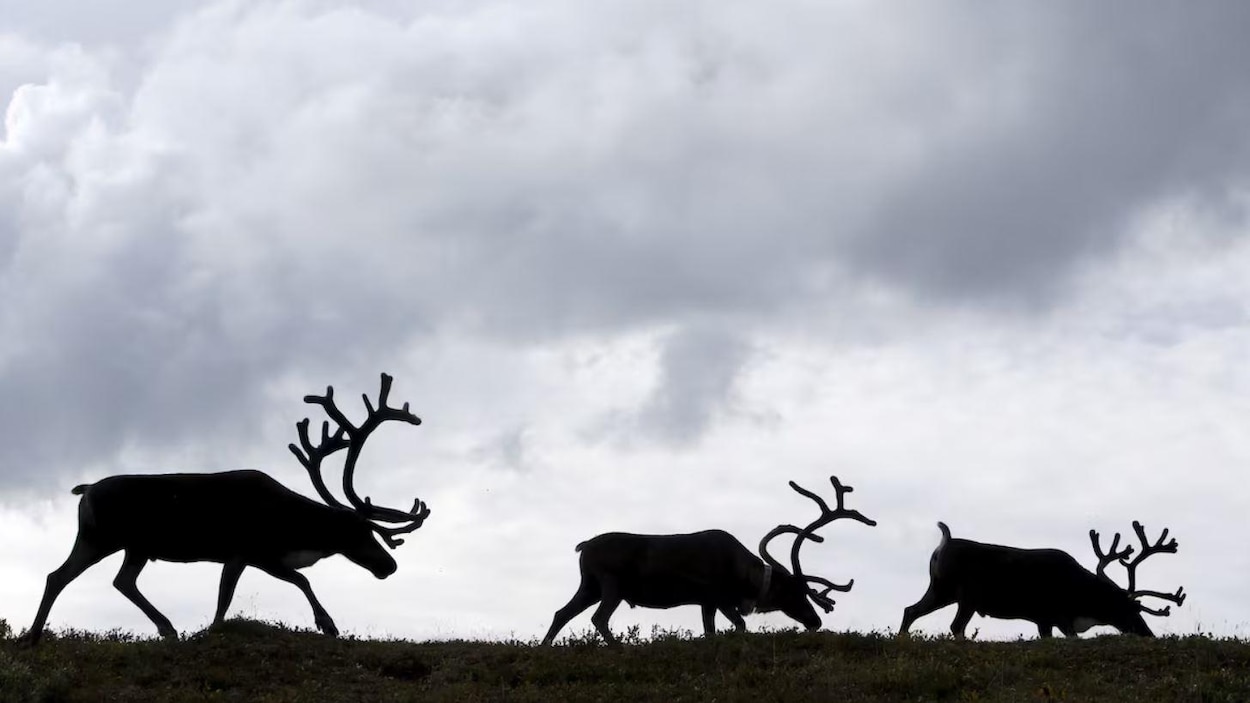 De la viande de renne bientôt vendue dans les épiceries canadiennes