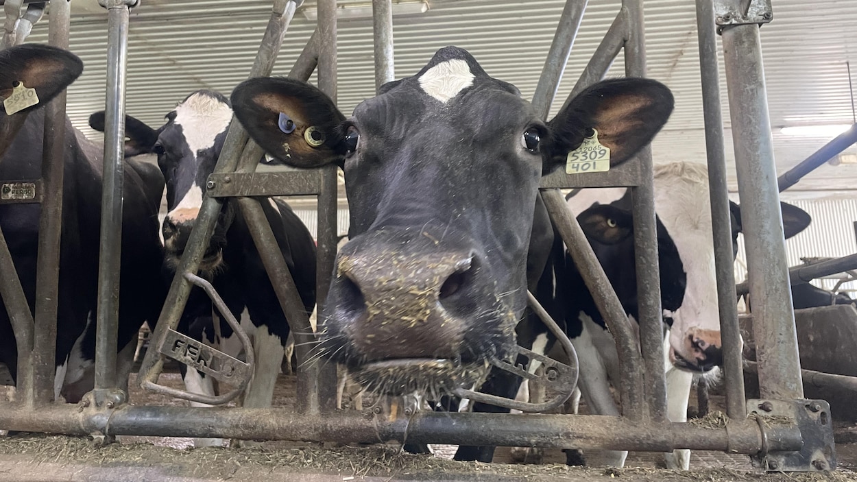 Du nouveau pour le projet Viande solidaire