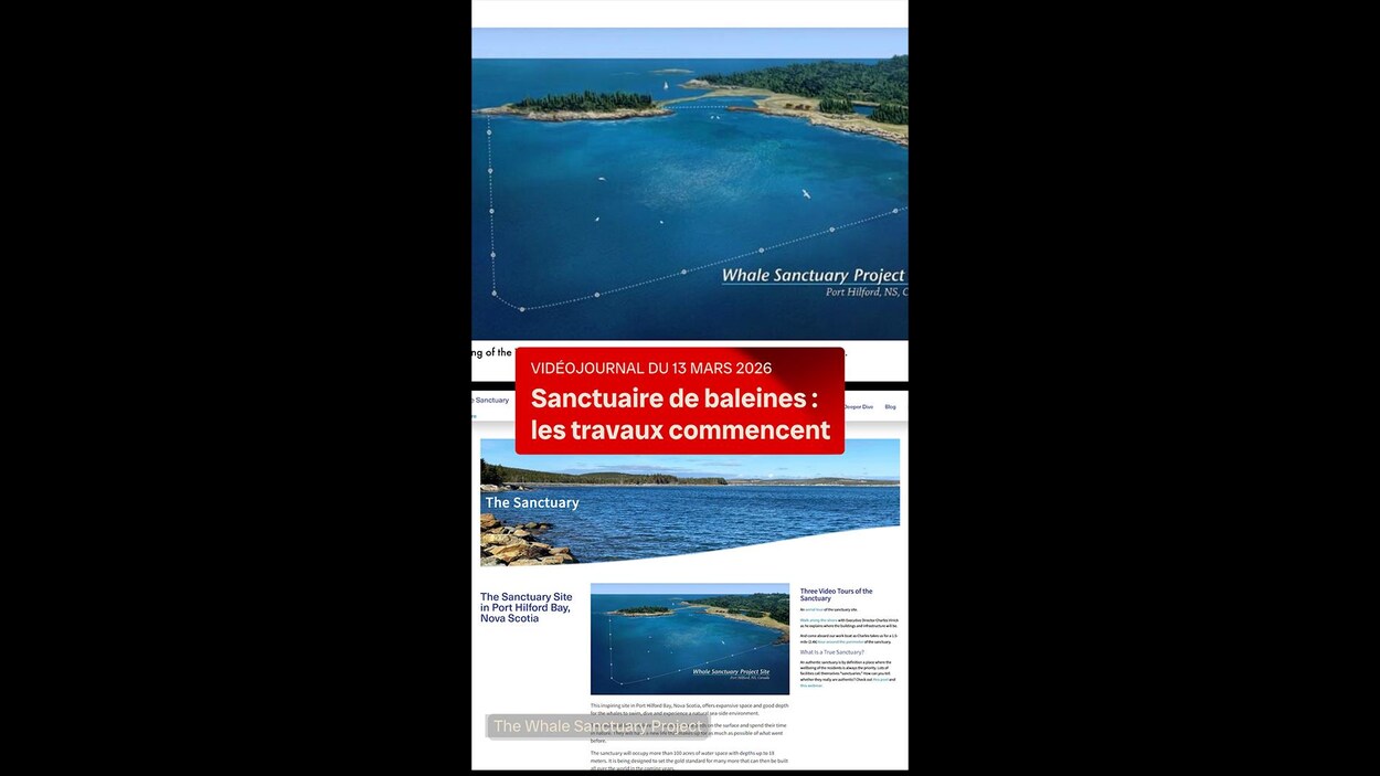 Sanctuaire de baleines : les travaux commencent