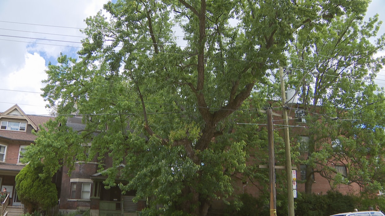 Un arbre de 150 ans menacé par un projet immobilier