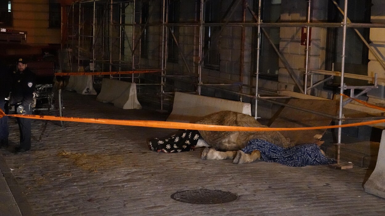 La dépouille d'un cheval est recouverte de couvertures, dans une rue du Vieux-Montréal