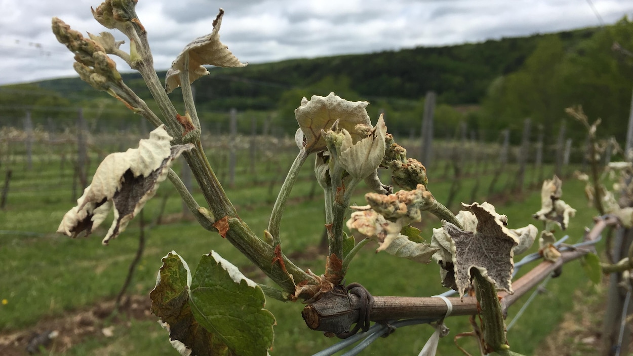 Une branche de vigne brunie sous un ciel grisâtre.