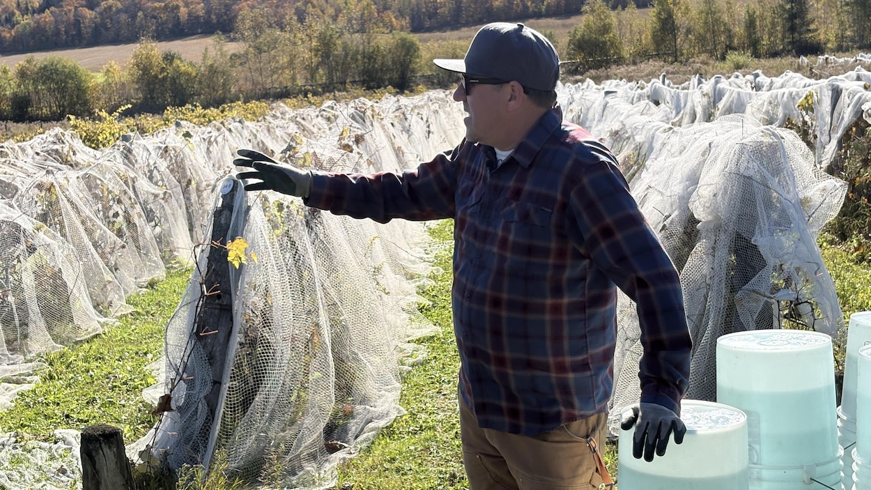 Vigneron en Mauricie, une denrée rare