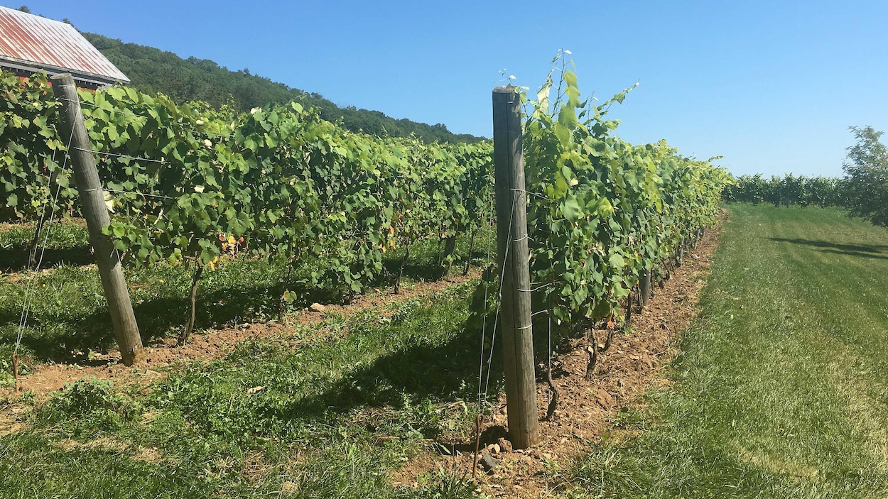 La récolte des vignes en Nouvelle-Écosse s’annonce moins bonne que l’année dernière