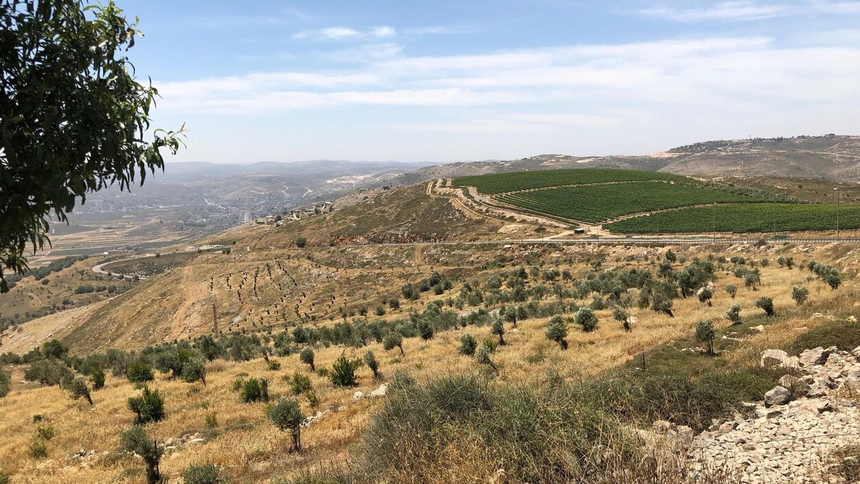 Vue sur des vignes à travers les montagnes
