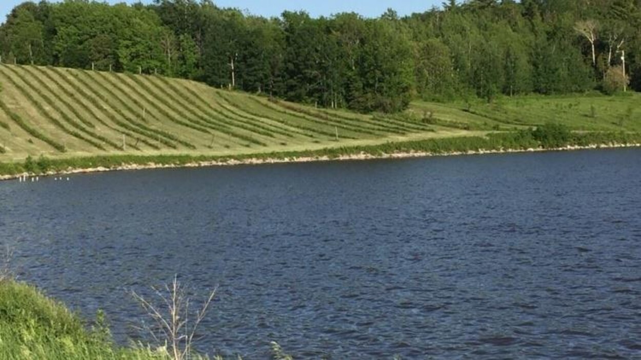 Un vignoble sur le bord d'un lac.