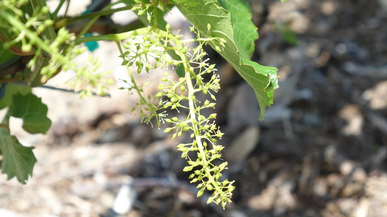 Un gros plan sur une vigne où il n'y a toujours pas de raisins.