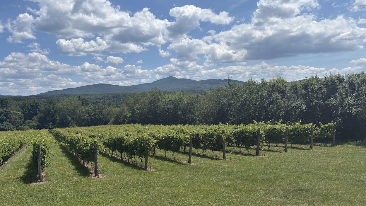 Les vins locaux ont la cote