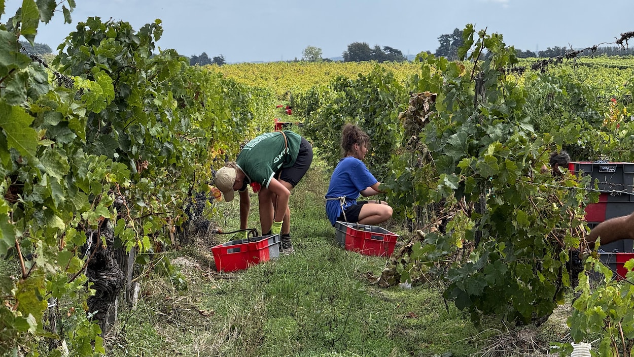 Les vendanges précoces, un signal climatique qui alarme les vignerons français