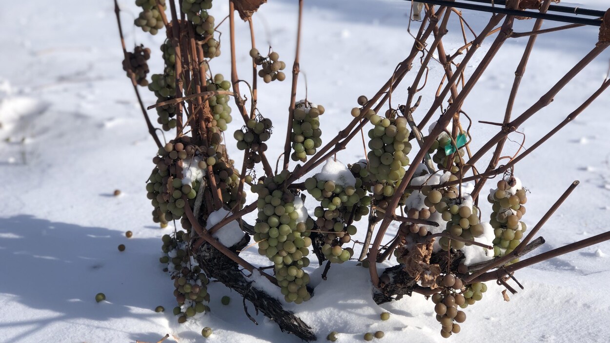 Des raisins sur un plant enneigé.