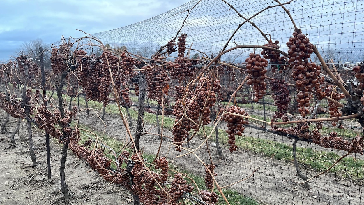 Niagara : des vignerons « abasourdis » par la riposte américaine