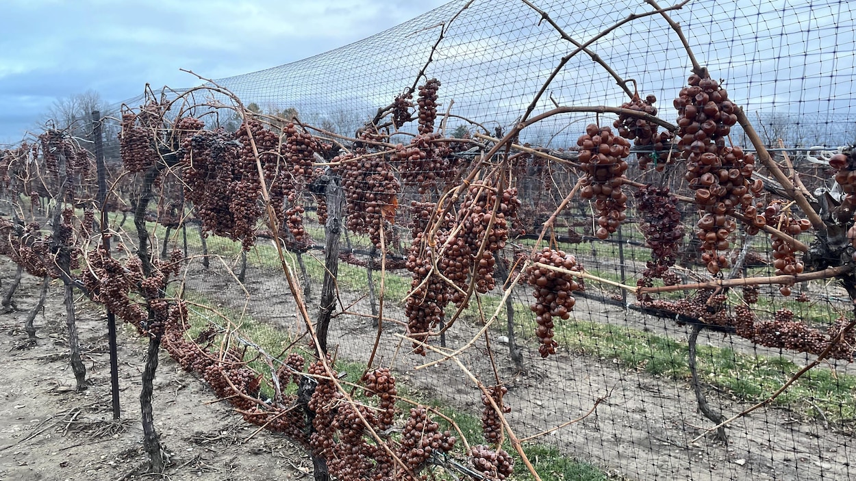 Des raisins de vin de glace sur une vigne.