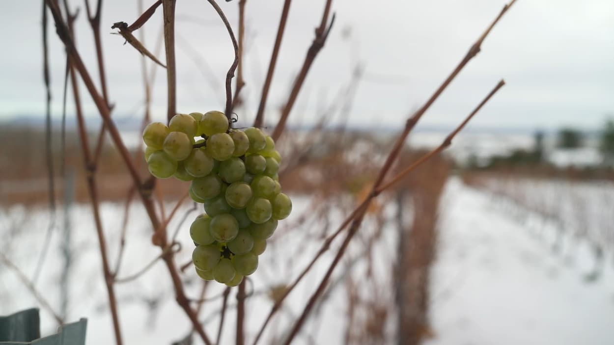 Vins ontariens : les dégâts causés par un hiver difficile