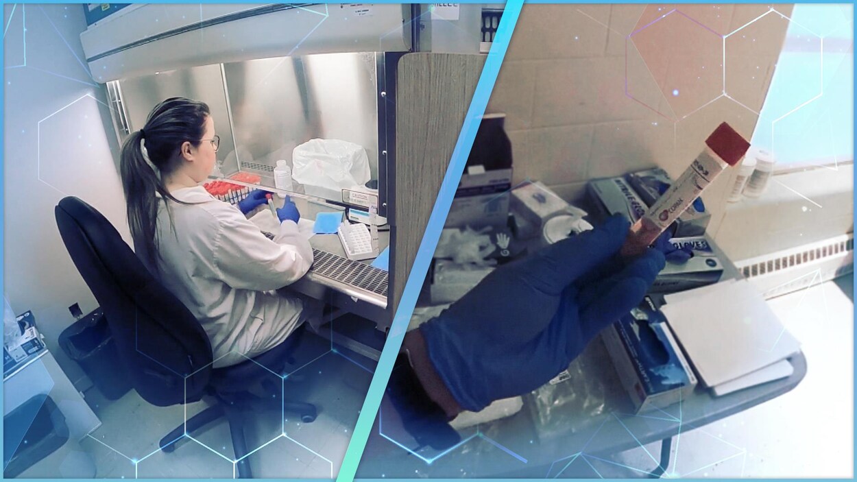 Des éprouvettes dans un laboratoire.