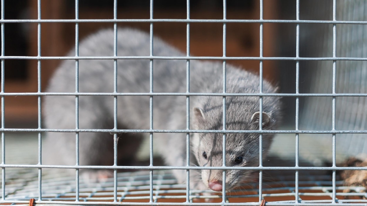 Un vison dans une cage.
