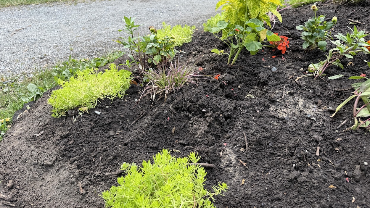 Des voleurs s’intéressent aux plantes du parc botanique À fleur d’eau