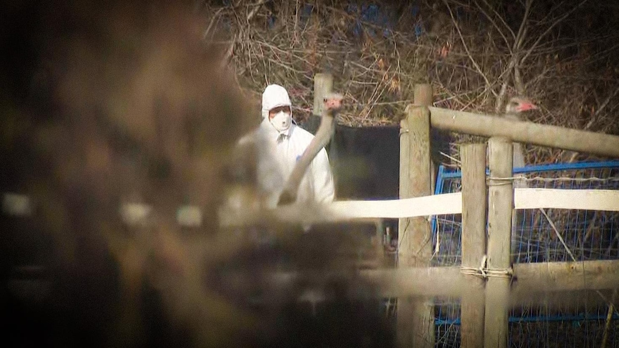 Un troupeau d’autruches touché par des cas de grippe aviaire a été abattu