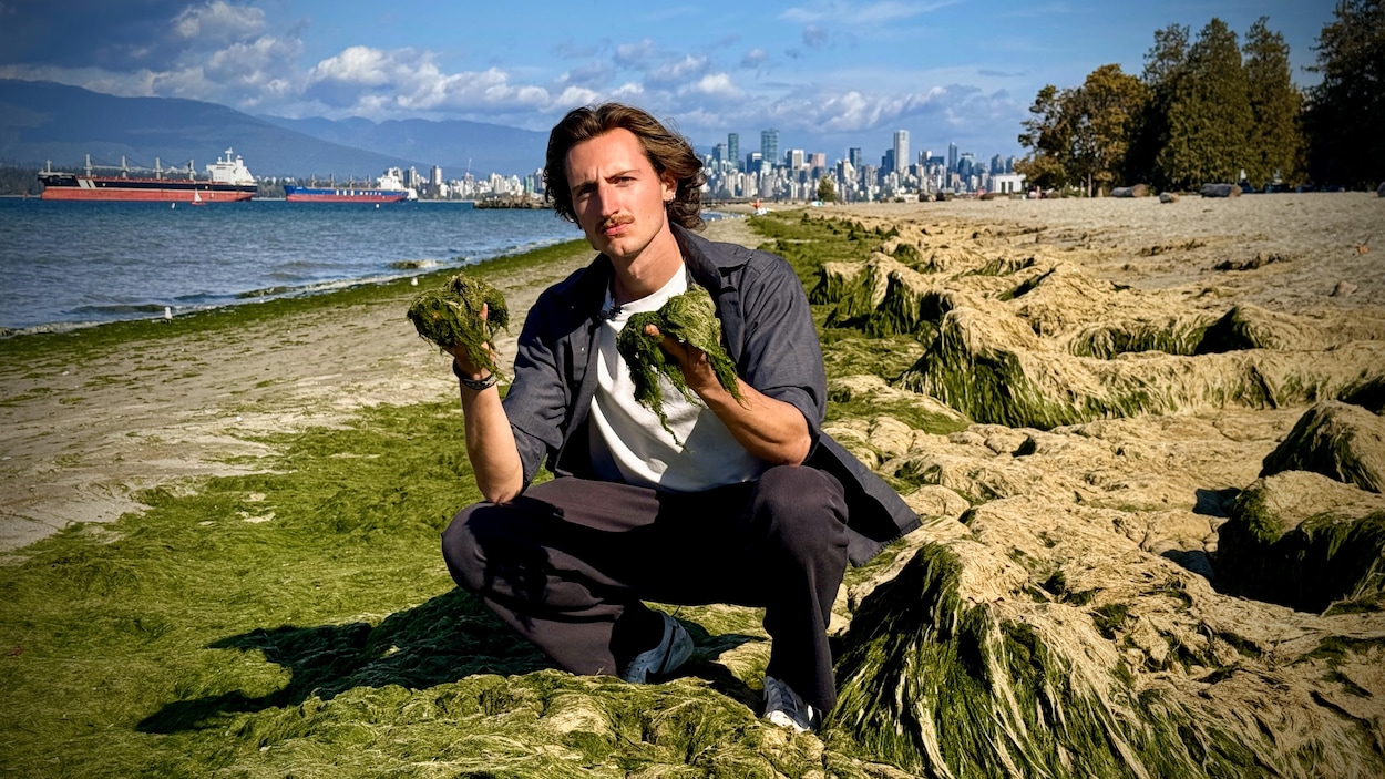 Pourquoi autant d’algues vertes sur les plages de Vancouver?