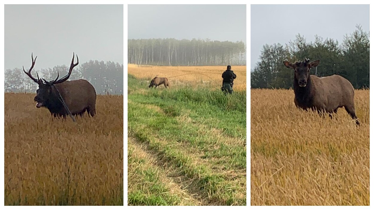 Tryptique : La première image montre un wapiti qui traîne un câble empêtré dans ses bois. La deuxième montre un agent de la faune qui saisit le câble un peu comme un lasso. La troisième montre le wapiti sans bois ni câble.