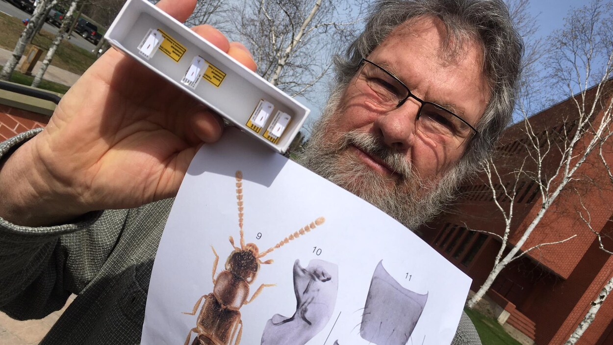Reginald Webster montre l'insecte qu'il a découvert
