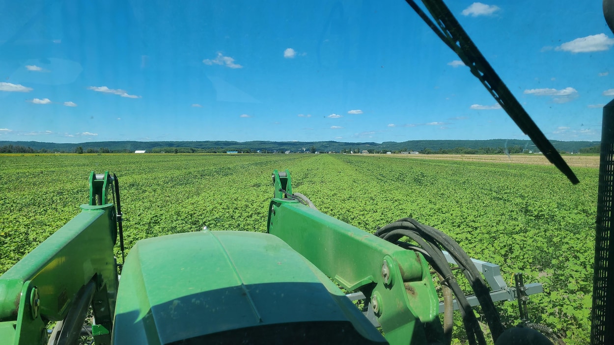 Une machine à électrocuter les mauvaises herbes