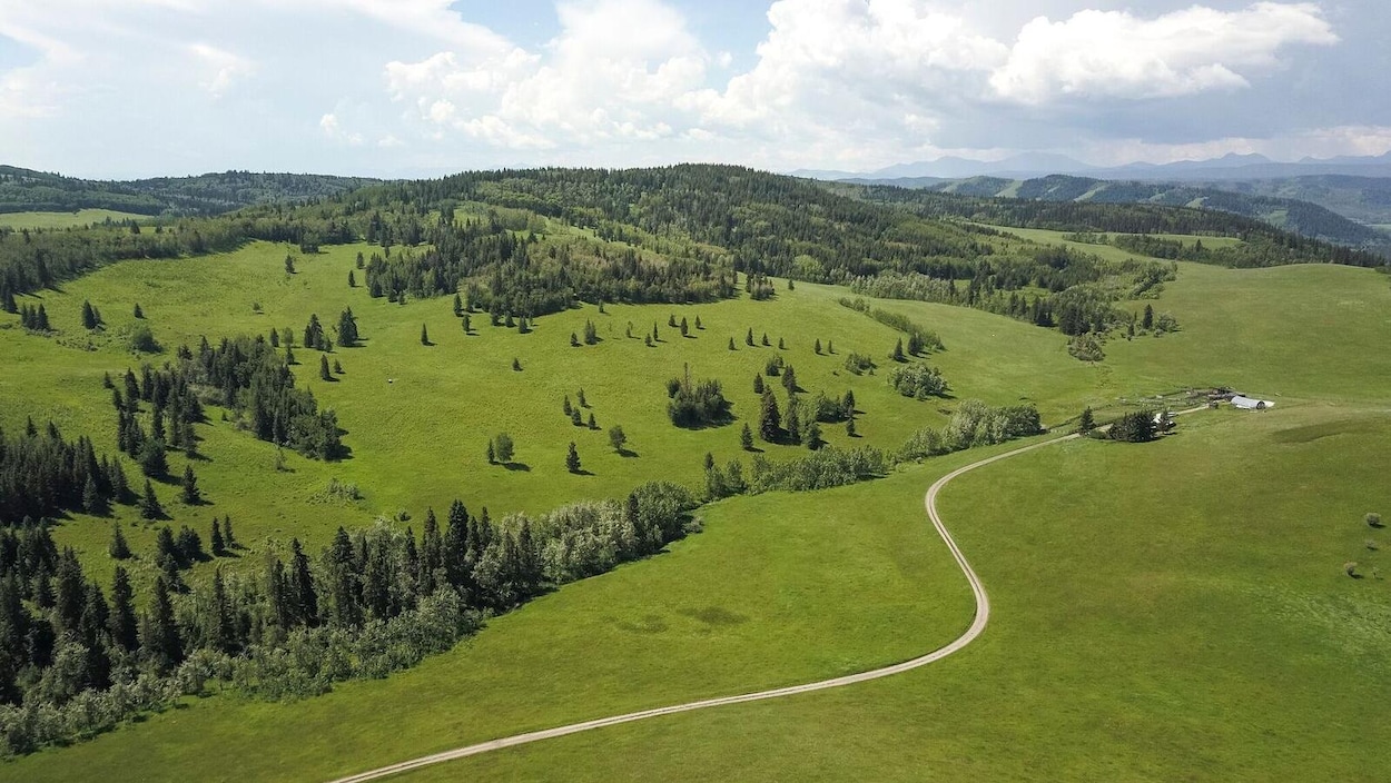 Une prairie verte et vaste avec des arbres. Une prairie verte et vaste avec des arbres.