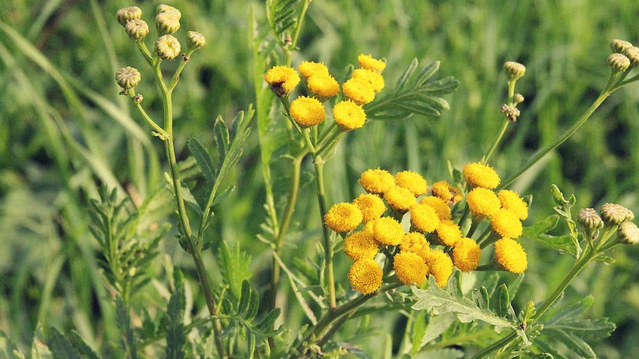 Écoblanchiment : quand les mélanges de fleurs sauvages menacent les écosystèmes locaux