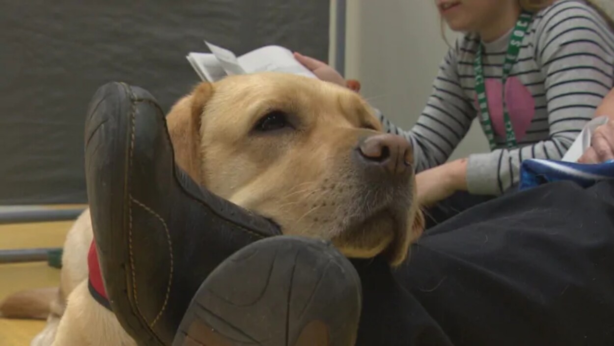 Un labrador a la tête posée sur les pieds d'un enfant qui lit.