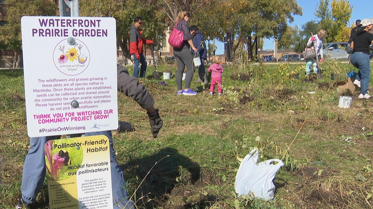 Des résidents récupèrent les plantes du projet Winnipeg Wildflower après son démantèlement