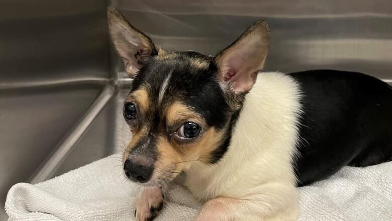 La Winnipeg Humane Society suspend temporairement l’accueil des animaux
