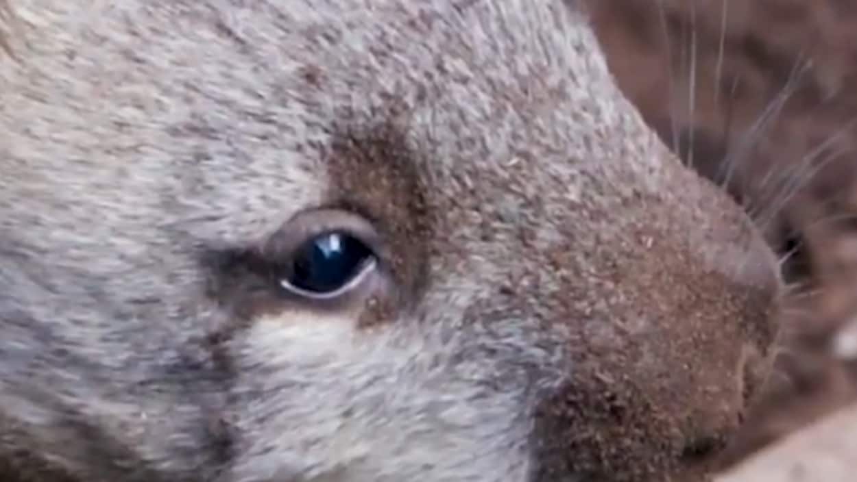 Découvrez le nom du bébé wombat du zoo de Toronto