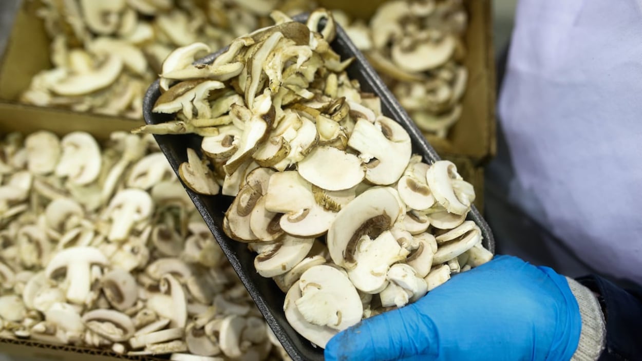 Les États-Unis imposent des droits de douane sur les champignons frais du Canada
