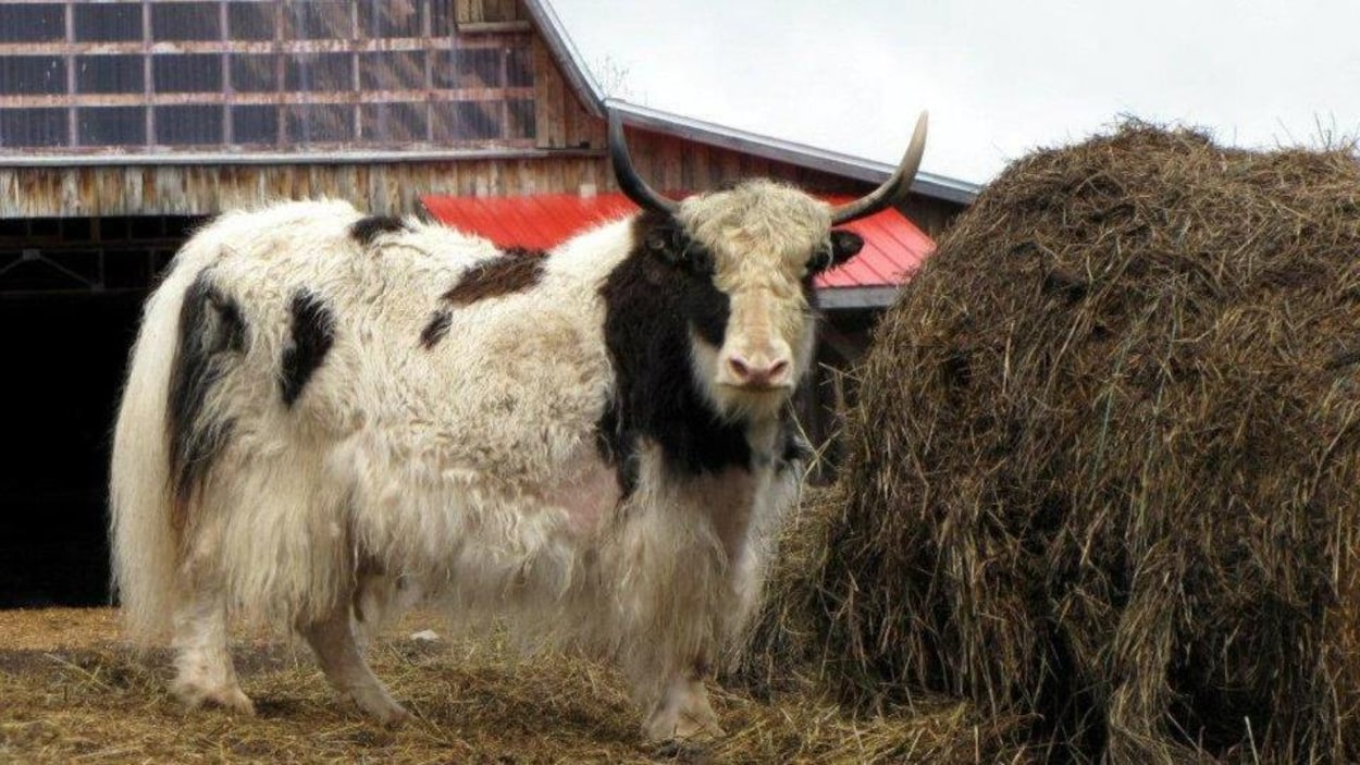 Un yack devant une ferme et une balle de foin.