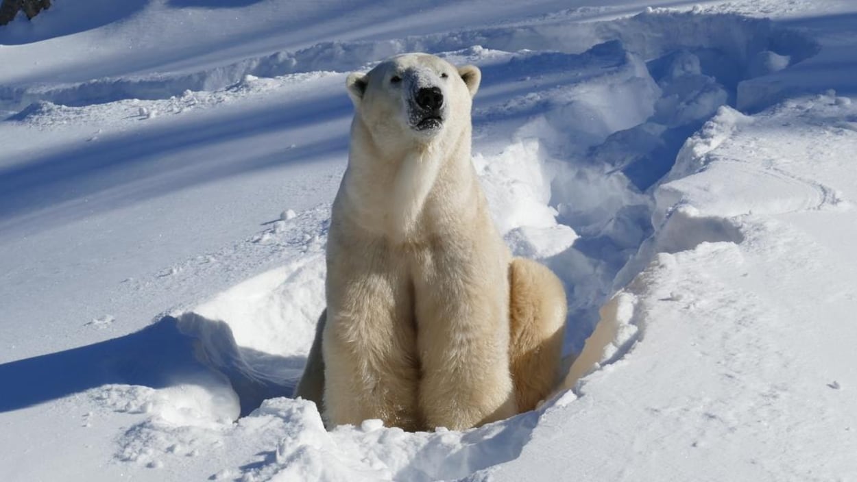 L’ours polaire Yellé a été transféré au Zoo de Calgary