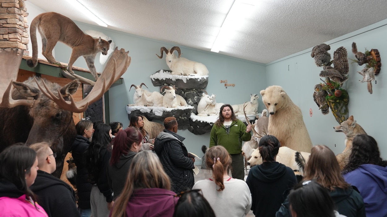 La faune marine fera son entrée au musée de la taxidermie de Yellowknife en 2027
