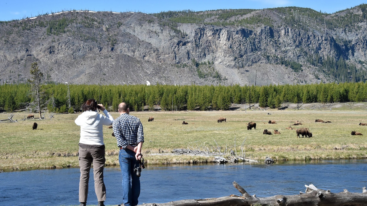 Le corridor migratoire de Yellowstone au Yukon finaliste aux prix Earthshot