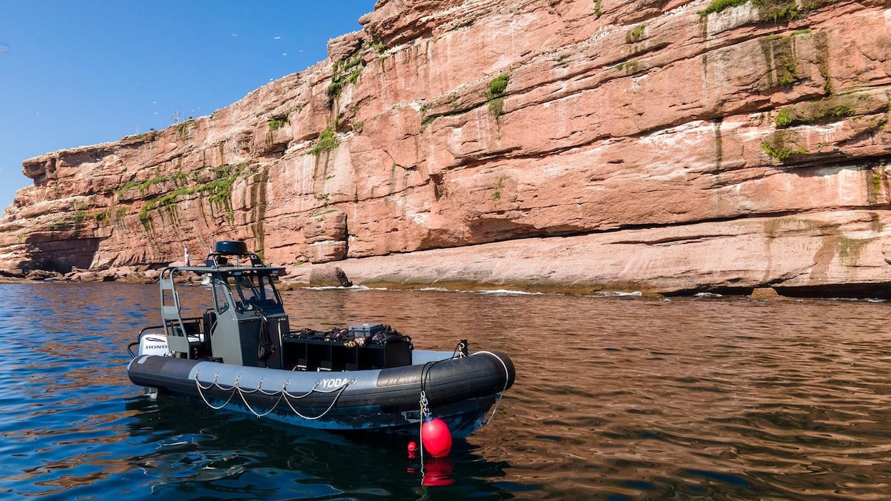 Plongée Percé revient sur l’attaque du requin blanc