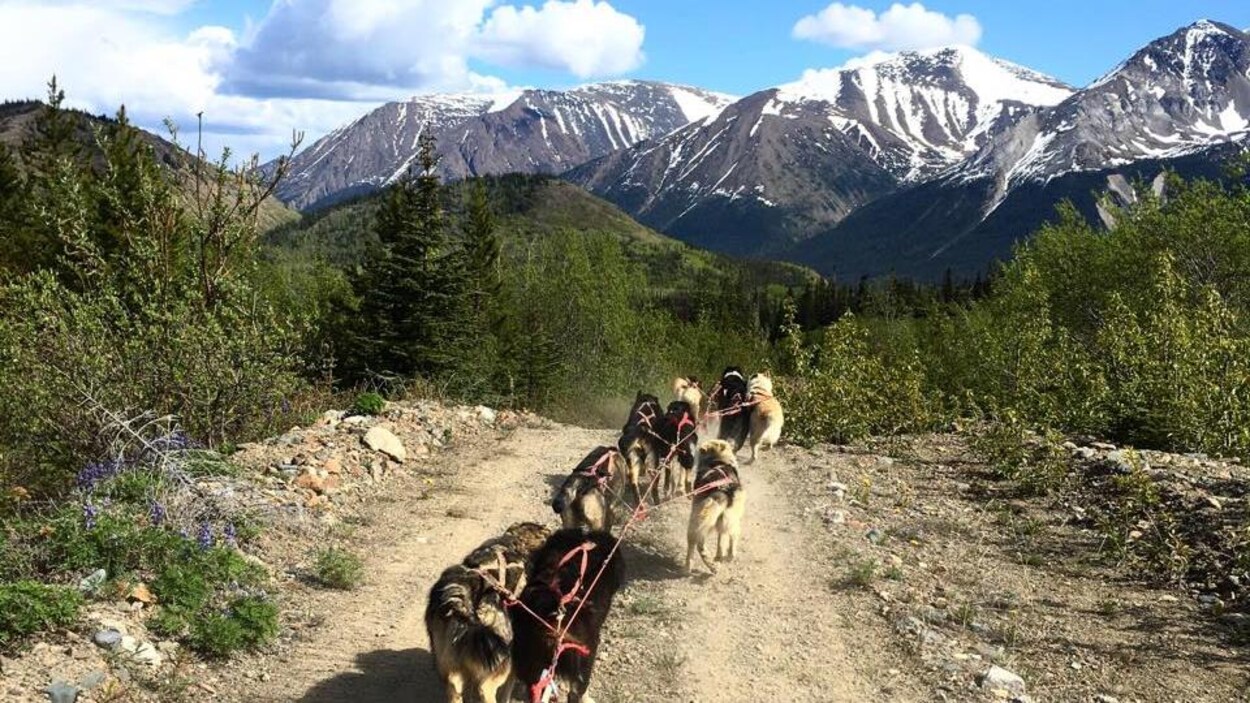 Un attelage de chiens en été en montagne.