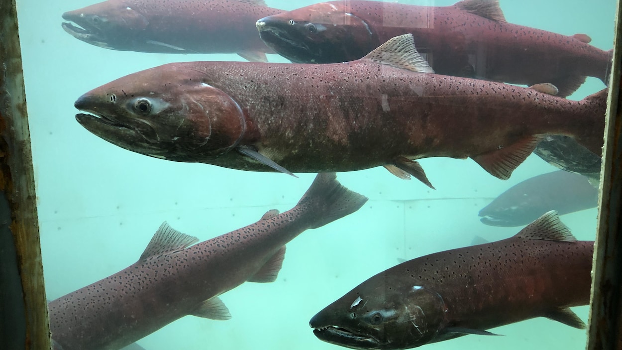 Une importante montaison de saumons dans le fleuve Yukon, cette année
