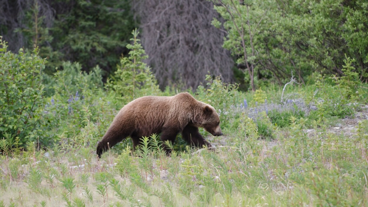 Forte augmentation du nombre d’ours tués à Inuvik après l’installation d’une clôture