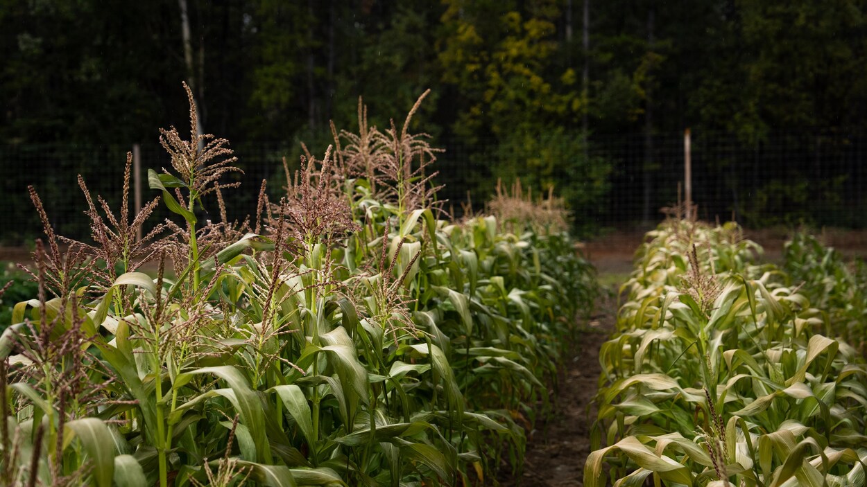 Cultiver le maïs au Yukon serait plus près de la réalité que de la